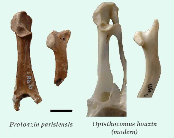Bones of the ancient Protoazin parisiensis and the extant Opisthocomus hoazin. Image credit: © Senckenberg Research Institute and Natural History Museum.
