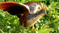 The Hoatzin, Opisthocomus hoazin, near Lake Sandoval, Peru. Image credit: Kate / CC BY-SA 2.0.