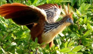 The Hoatzin, Opisthocomus hoazin, near Lake Sandoval, Peru. Image credit: Kate / CC BY-SA 2.0.