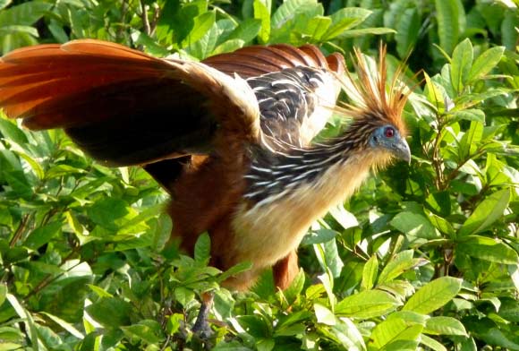 The Hoatzin, Opisthocomus hoazin, near Lake Sandoval, Peru. Image credit: Kate / CC BY-SA 2.0.