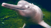 The newly discovered Inia araguaiaensis, in appearance, resembles the Amazon river dolphin (Inia geoffrensis), shown in this photo.