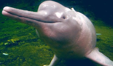 The newly discovered Inia araguaiaensis, in appearance, resembles the Amazon river dolphin (Inia geoffrensis), shown in this photo.