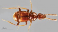 Morphogenia struhli, male. Image credit: Joseph Parker.
