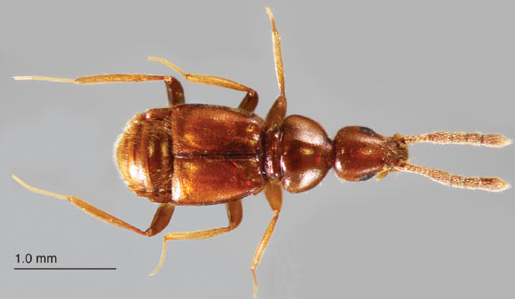 Morphogenia struhli, male. Image credit: Joseph Parker.