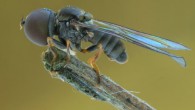 Modern big-headed fly shows its round head covered by compound eyes. Image credit: Nikola Rahmé.