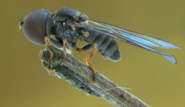 Modern big-headed fly shows its round head covered by compound eyes. Image credit: Nikola Rahmé.