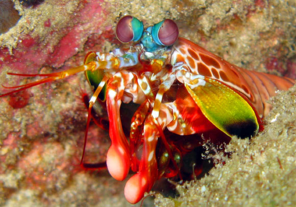 The mantis shrimp. Image credit: Silke Baron / CC BY 2.0.