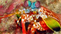 The mantis shrimp. Image credit: Silke Baron / CC BY 2.0.