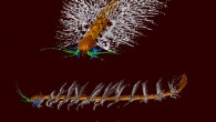 This is a 3D reconstruction of Enalikter aphson. Image credit: Derek Siveter.
