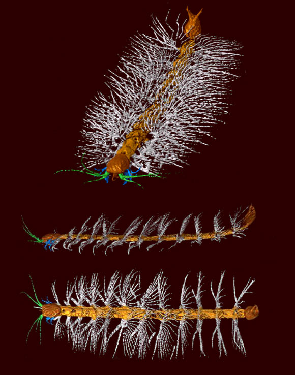 This is a 3D reconstruction of Enalikter aphson. Image credit: Derek Siveter.
