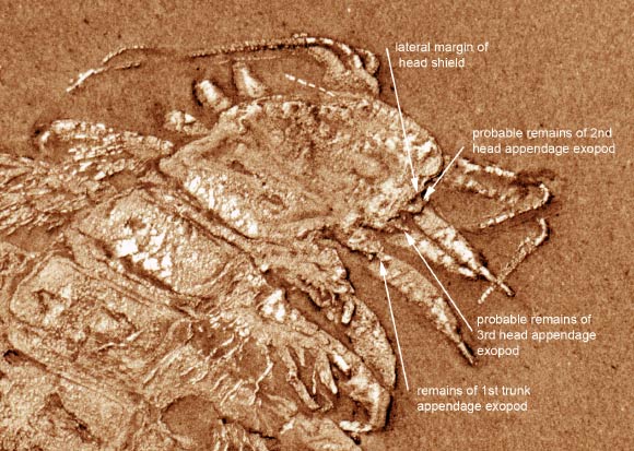 Enalikter aphson. Image credit: Siveter DJ et al.