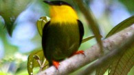 The Golden-collared manakin. Image credit: © Scott Loarie / CC BY 3.0.