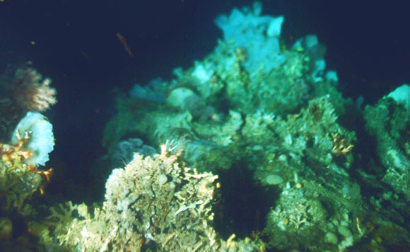This image, taken at a depth of about 900 meters, shows the surface of the newly discovered reef. Image credit: Bedford Institute of Oceanography.