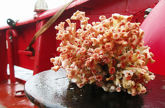 The eye-coral Lophelia pertusa from the reef. Image credit: Bedford Institute of Oceanography.