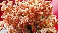 The eye-coral Lophelia pertusa from the reef. Image credit: Bedford Institute of Oceanography.
