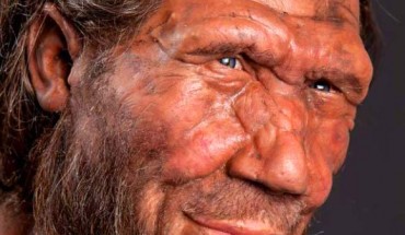 Neanderthal. Image credit: Trustees of the Natural History Museum, London.