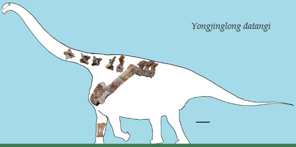 Reconstruction of Yongjinglong datangi. Scale bar - 60 cm. Image credit: Li L-G et al.