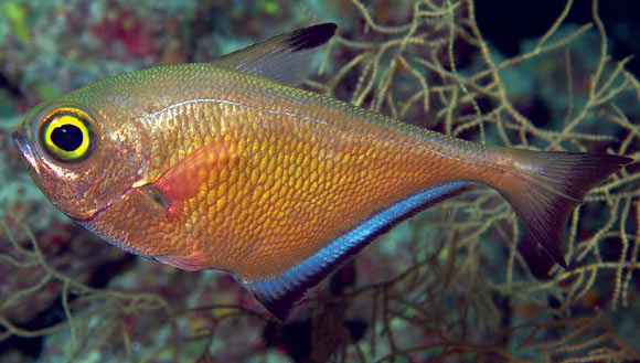 Pempheris flavicycla marisrubri, Ras Mohammed, Red Sea. Image credit: S.V. Bogorodsky.