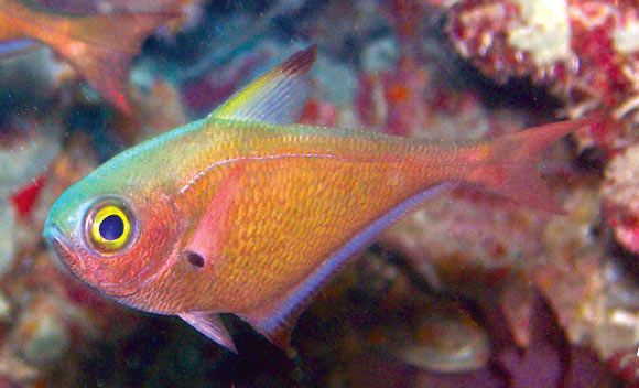 Pempheris flavicycla flavicycla, Rok Island, Krabi, Thailand. Image credit: U. Satapoomin.