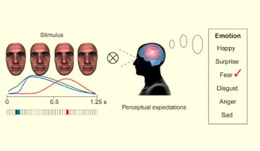 On each experimental trial, the Generative Face Grammar platform randomly selected from a total of 41 a subset of action units and values specifying their temporal parameters, represented as color-coded curves. The dynamic action units were then combined to produce a 3D facial animation, illustrated here with four snapshots and corresponding color-coded temporal parameter curves. Naive observers categorized the random facial animation according to six emotions plus don’t know if the movements correlated with their subjective perceptual expectations of that emotion - here, fear. Each observer categorized a total of 2,400 random facial animations displayed on same-race faces of both sexes. Image credit: adapted from Rachael E. Jack et al, 2014.