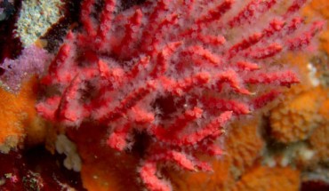Psammogorgia hookeri. Image credit: Smithsonian Tropical Research Institute.