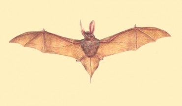 This is an artist's impression of a sucker-footed bat.