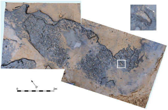 Model of footprint surface produced from photogrammetric survey with enlarged photo of a footprint showing toe impressions. Image credit: Sarah Duffy / York University.