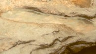 800,000-year-old human footprint. Image credit: British Museum.