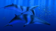 This is an artist's impression of a pair of Balaenoptera bertae. Image credit: Robert Boessenecker.