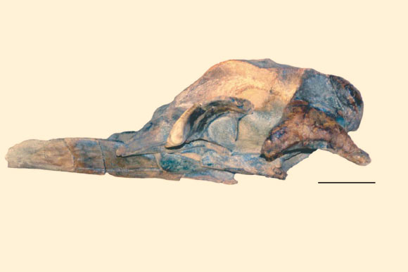 Skull fossil of Balaenoptera bertae. Scale bar - 10 cm. Image credit: Robert Boessenecker.