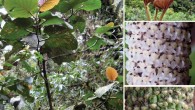 Left: Piper kelleyi. Right upper: close-up of leaves showing characteristic red color of younger leaves; Right middle: close-up of inflorescence; Right bottom: close-up of infructescence. Image credit: Tepe EJ et al.