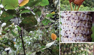 Left: Piper kelleyi. Right upper: close-up of leaves showing characteristic red color of younger leaves; Right middle: close-up of inflorescence; Right bottom: close-up of infructescence. Image credit: Tepe EJ et al.