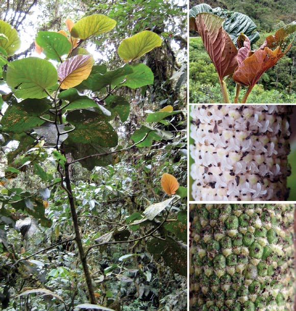 Left: Piper kelleyi. Right upper: close-up of leaves showing characteristic red color of younger leaves; Right middle: close-up of inflorescence; Right bottom: close-up of infructescence. Image credit: Tepe EJ et al.