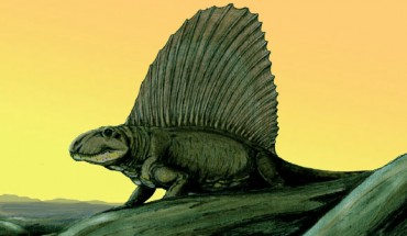 Dimetrodon. Image credit: Dmitry Bogdanov / CC BY 3.0.
