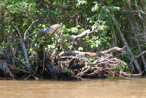 American alligator perches on a tree branch in Pearl River Delta, Mississippi. Image credit: Kristine Gingras.