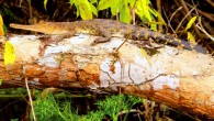 Juvenile African slender-snouted crocodile, Mecistops cataphractus, on a tree branch in Loango National Park, Gabon. Image credit: Vladimir Dinets et al.