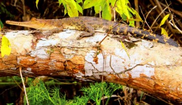 Juvenile African slender-snouted crocodile, Mecistops cataphractus, on a tree branch in Loango National Park, Gabon. Image credit: Vladimir Dinets et al.