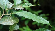 Lithocarpus orbicarpus, a branch with leaves. Image credit: S. Sirimongkol / J. S. Strijk.
