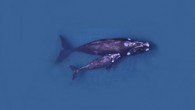 This is an aerial view of southern right whales. Image credit: British Antarctic Survey.