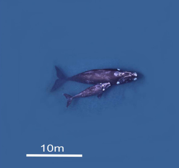This is an aerial view of southern right whales. Image credit: British Antarctic Survey.