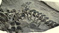 248-million-years-old fossil of the ichthyosaur Chaohusaurus. Image credit: Motani R et al.