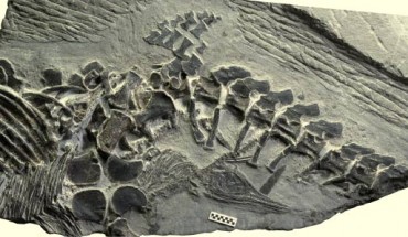 248-million-years-old fossil of the ichthyosaur Chaohusaurus. Image credit: Motani R et al.