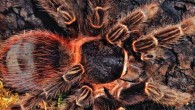 Tarantula. Image credit: Michael Gäbler / CC BY 3.0.