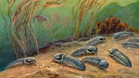 Trilobites by Heinrich Harder, 1916.