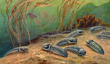 Trilobites by Heinrich Harder, 1916.