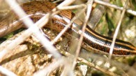 Lesser Virgin Islands skink, Spondylurus semitaeniatus. Image credit: Alejandro Sanchez.