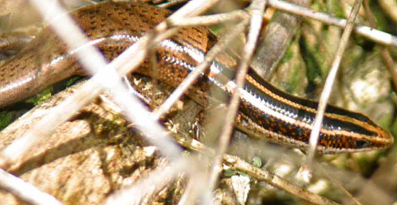 Lesser Virgin Islands skink, Spondylurus semitaeniatus. Image credit: Alejandro Sanchez.