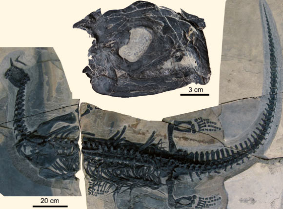 Atopodentatus unicus. Image credit: Long Cheng et al.