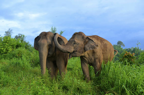 Asian elephants get distressed when they see others in distress, reaching out to calm them down. Image credit: E. Gilchrist / the Golden Triangle Asian Elephant Foundation.