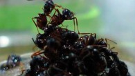 The floodplain-dwelling ants, Formica selysi, building a raft. Image credit: Purcell J et al.